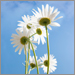 Funeral & Burial Pre-Planning